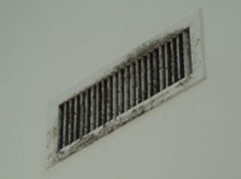 remove mold